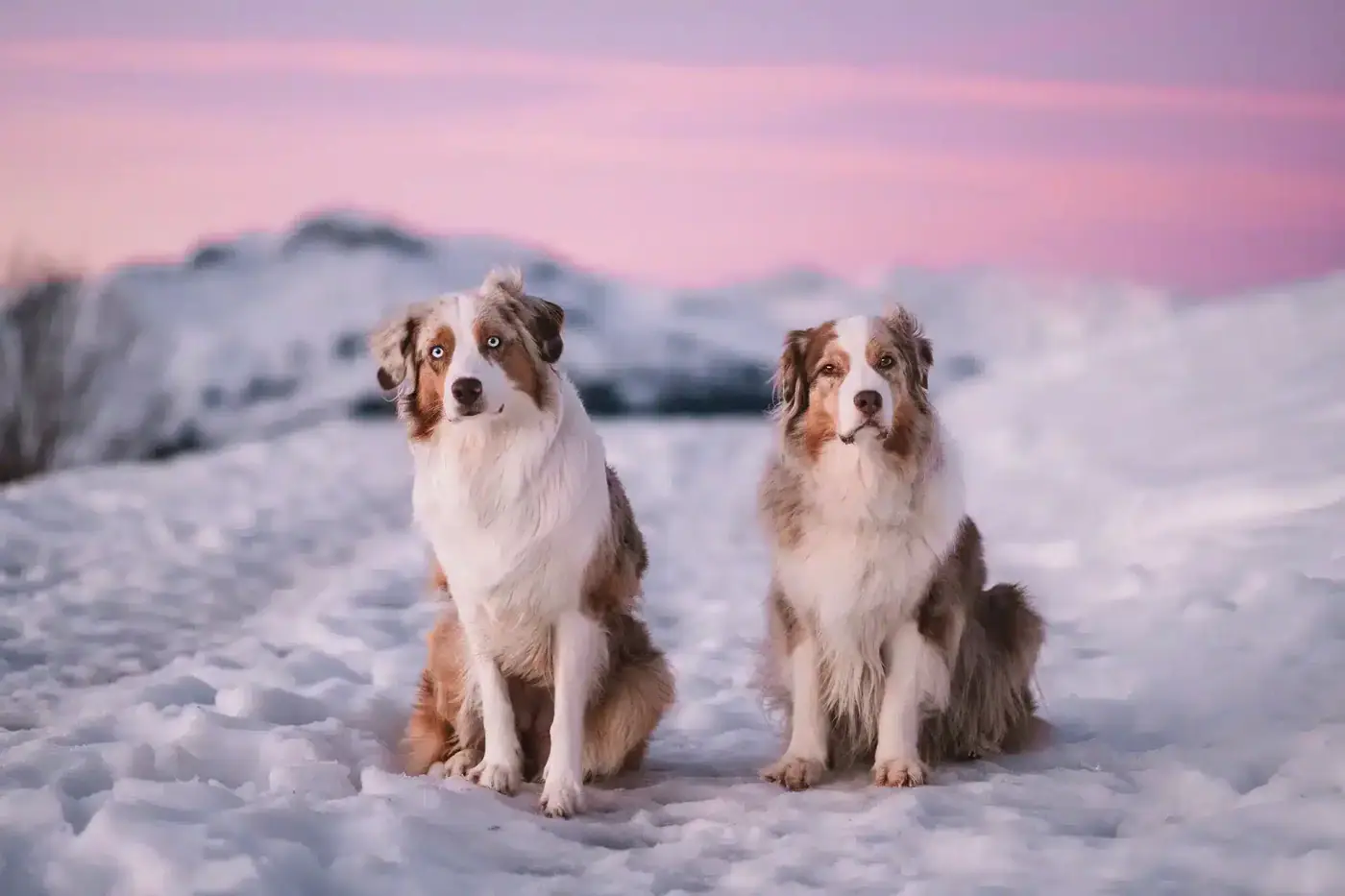 Zwei Hunde sitzen im Schnee vor den Bergen